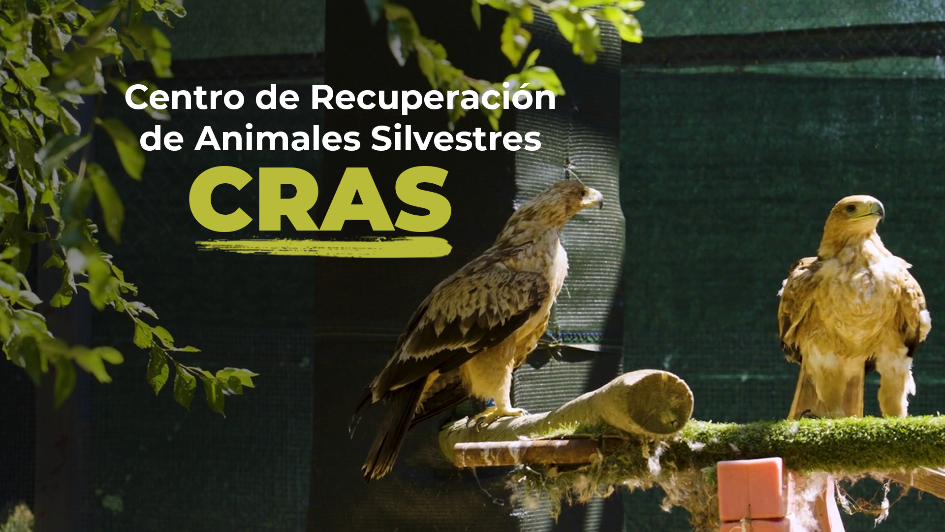 Centro de Recuperación de Animales Silvestres: CRAS